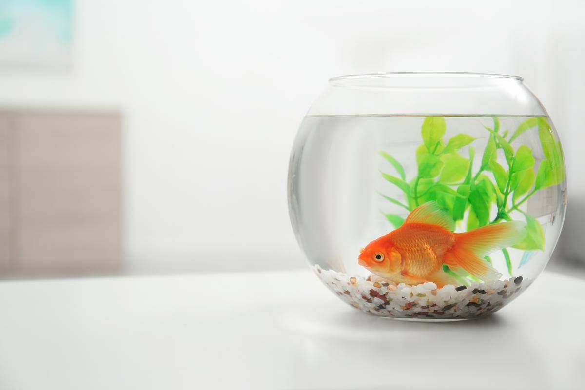 How To Clean A Fish Tank After A Fish Dies