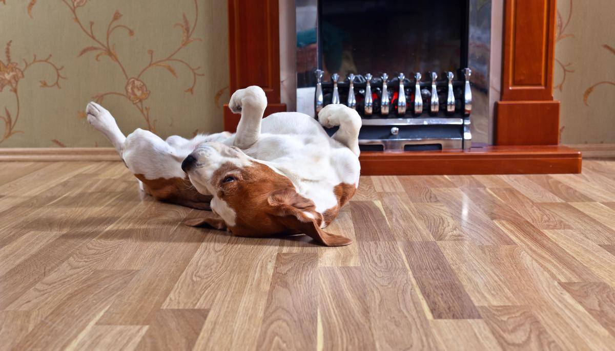 How to Protect Hardwood Floors from dogs