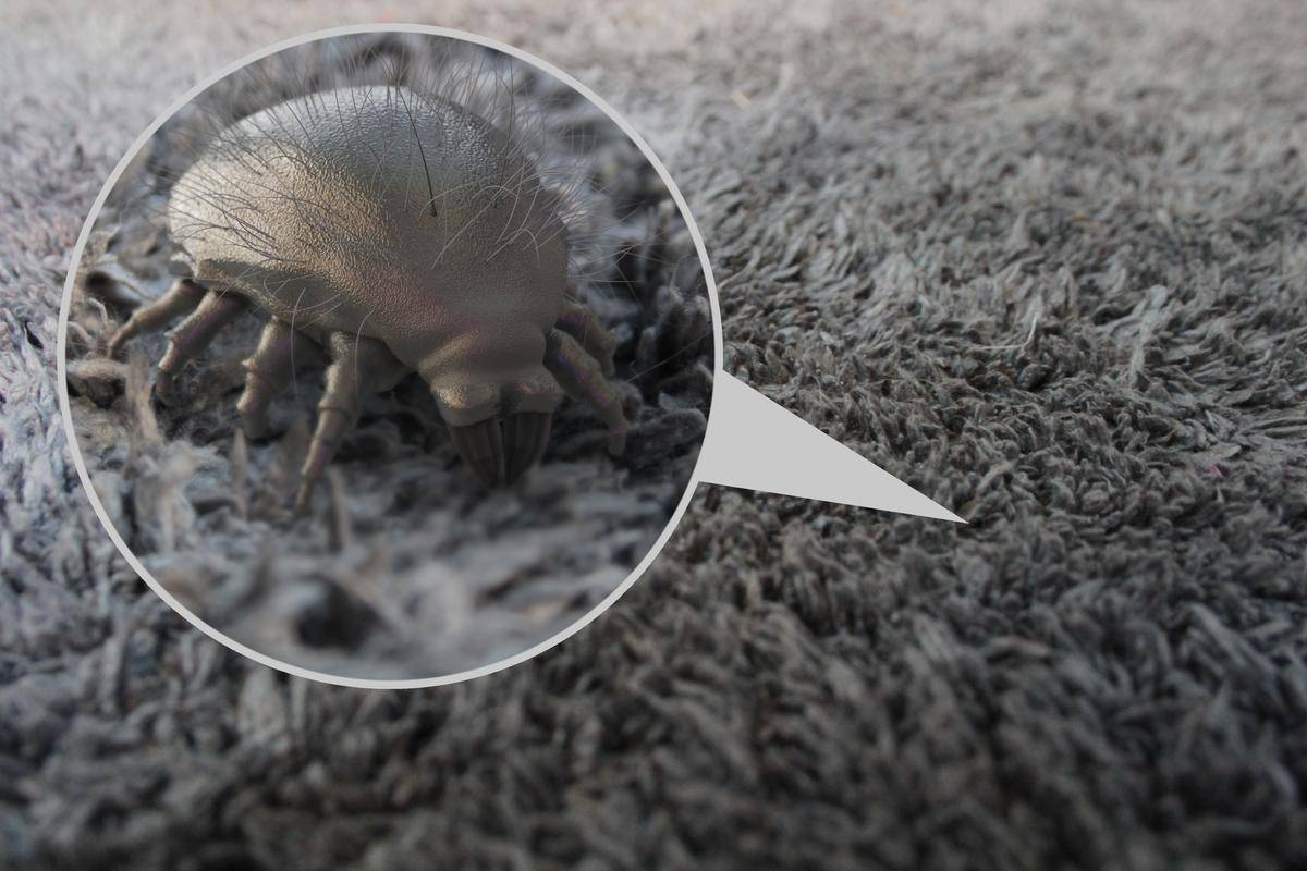 24 Easy Ways to Get Rid of Dust Mites and Get Allergy Relief