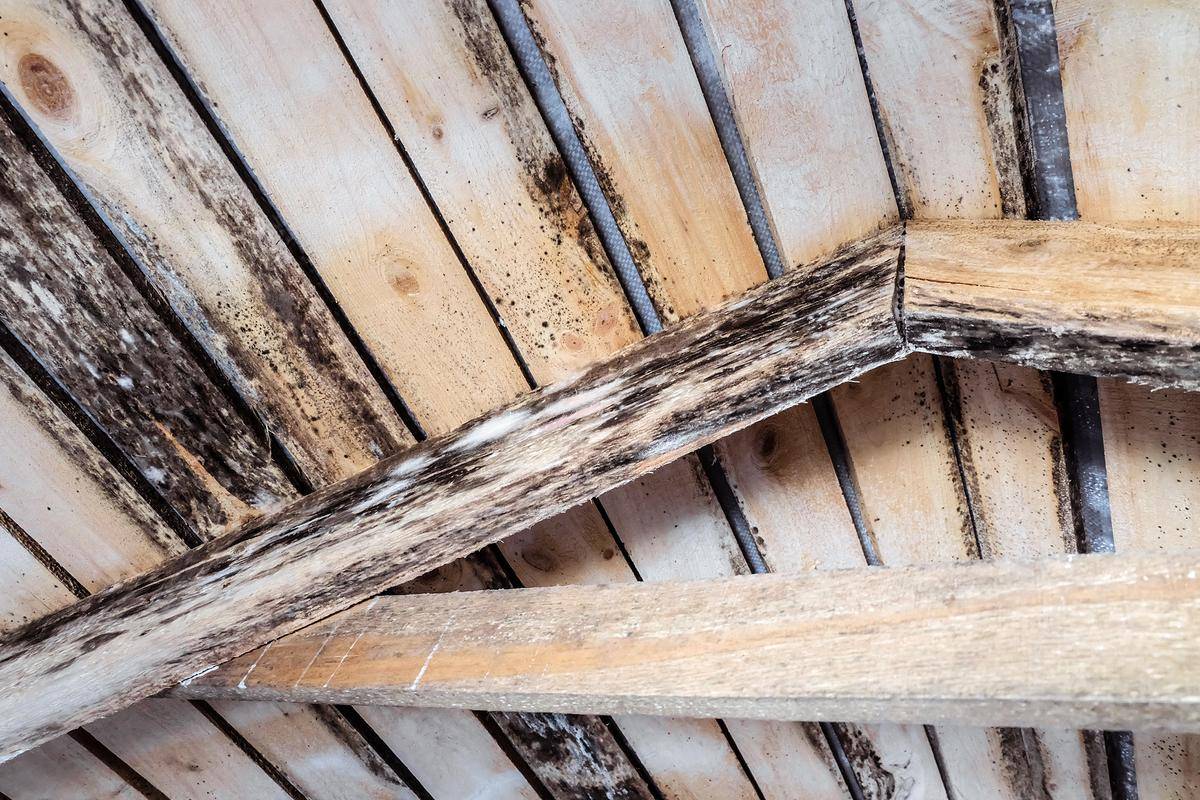 The Easiest Way to Clean Mold from Wood