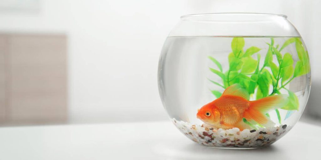 How To Clean A Fish Tank After A Fish Dies