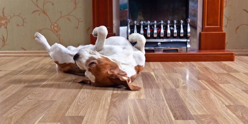 How to Protect Hardwood Floors from dogs